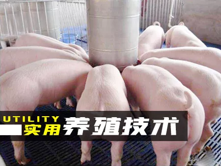 實(shí)用養(yǎng)殖技術(shù)